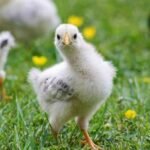 Movie Chickens We Love and Tips for Backyard Poultry