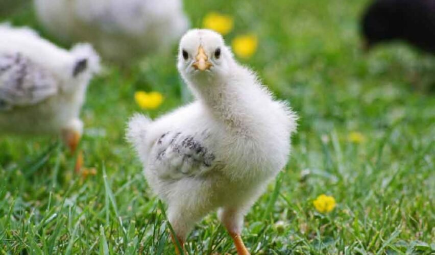 Movie Chickens We Love and Tips for Backyard Poultry