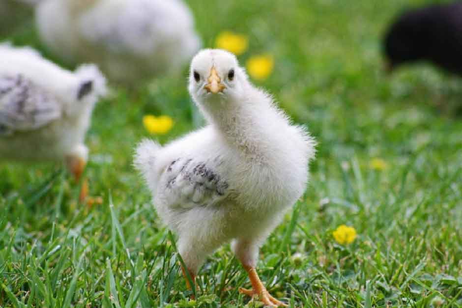 Movie Chickens We Love and Tips for Backyard Poultry