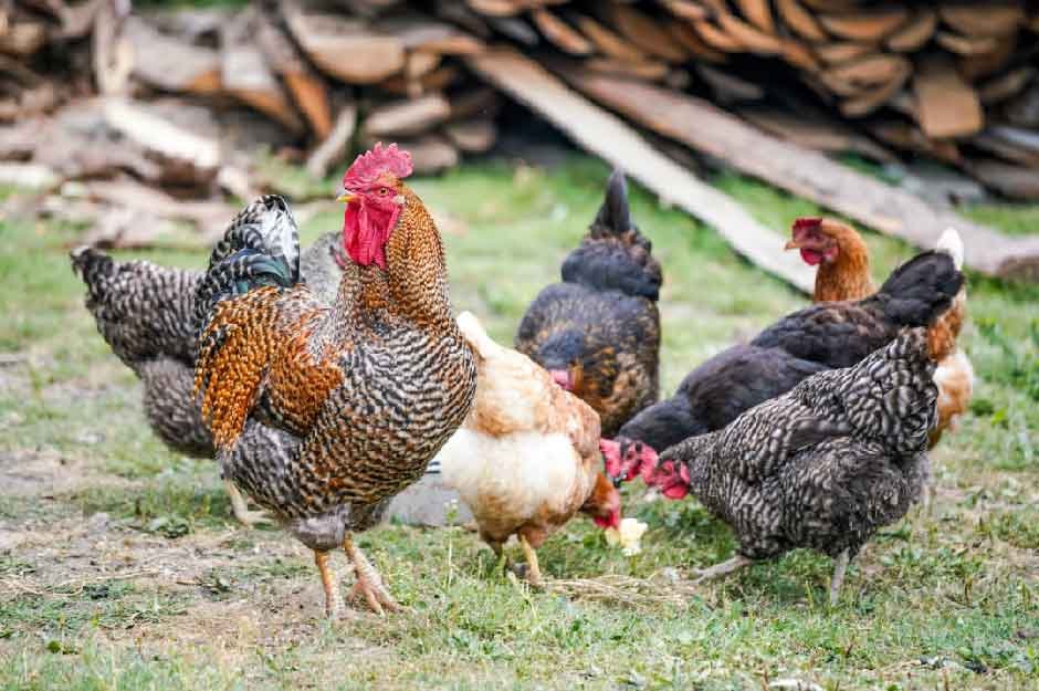 The Rewards of Backyard Chicken Keeping