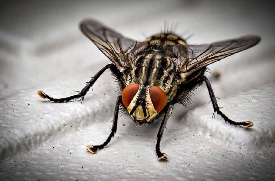 The Ultimate Guide to Fly Pest Control: Strategies for Your Home