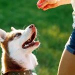 Dog Training Companies Help You Reinforce Training at Home