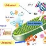 How CoQ10 Works as an Essential Antioxidant for Cellular Protection