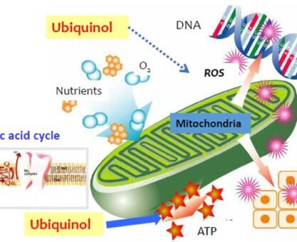 How CoQ10 Works as an Essential Antioxidant for Cellular Protection