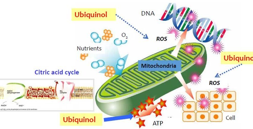 How CoQ10 Works as an Essential Antioxidant for Cellular Protection