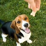 How Dog Training Companies Help You Reinforce Training at Home