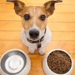 What Your Dog’s Food Bowl Might Be Missing