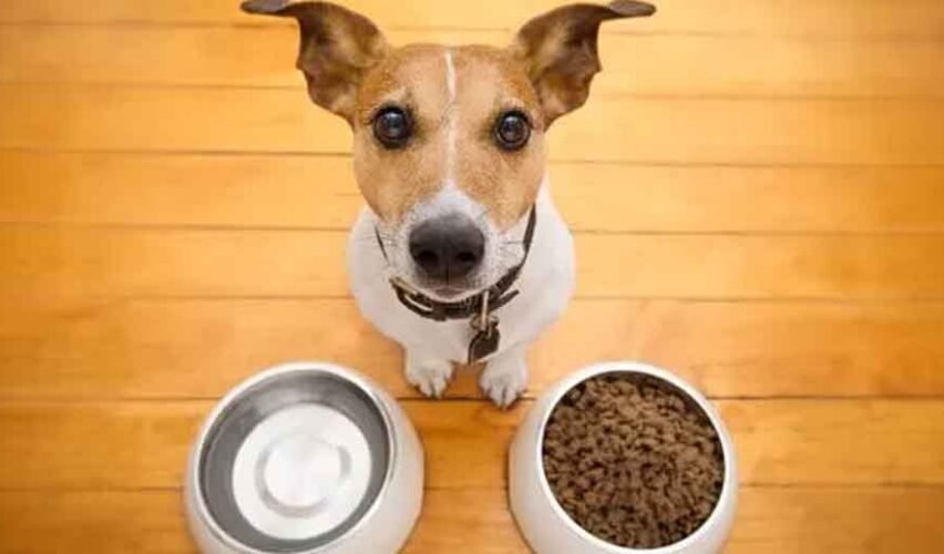 What Your Dog’s Food Bowl Might Be Missing