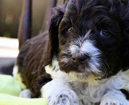 From Application to Puppy Pickup: The Mini Sheepadoodle Adoption Process